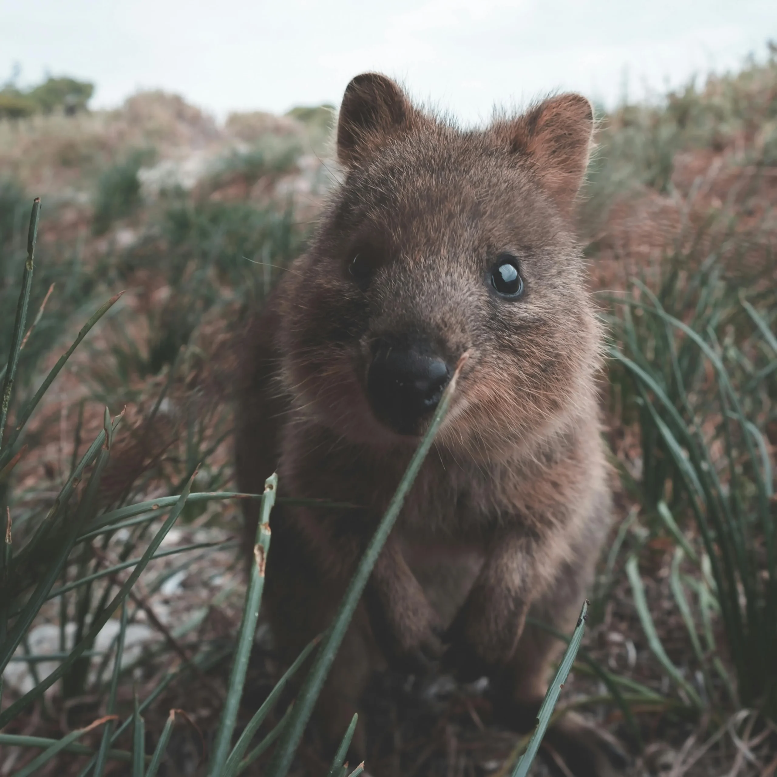 A smiling quokka up close in Rottnest Island, Australia